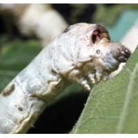 SILKWORM EGGS Bombyx mori WHITE variety 1000 eggs SILKWORM EGGS Bombyx mori WHITE variety 1000 eggs